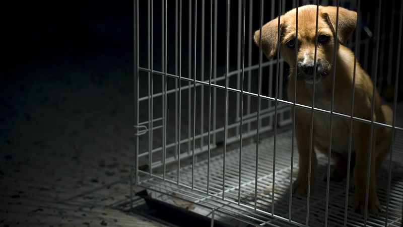 14 horas - Sentencia pionera a una tienda de mascotas por maltrato animal - Escuchar ahora