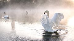 Gran repertorio - TCHAIKOVSKY: El Lago de los Cisnes - 04/12/19