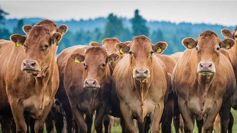 Todo Noticias - Mañana - Las emisiones de la ganadería, a debate - Escuchar ahora