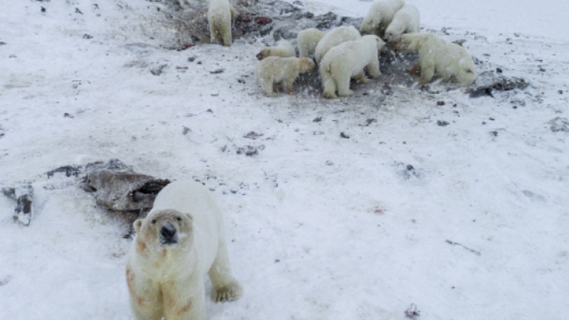 60 osos polares atrapados en el ártico ruso por falta de hielo marino - Escuchar ahora