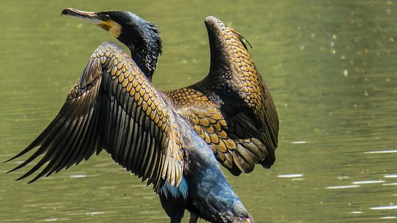 Animales y medio ambiente