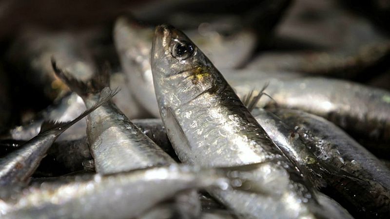 Españoles en la mar en Radio 5 - La sardina ibérica - 26/12/19 - Escuchar ahora