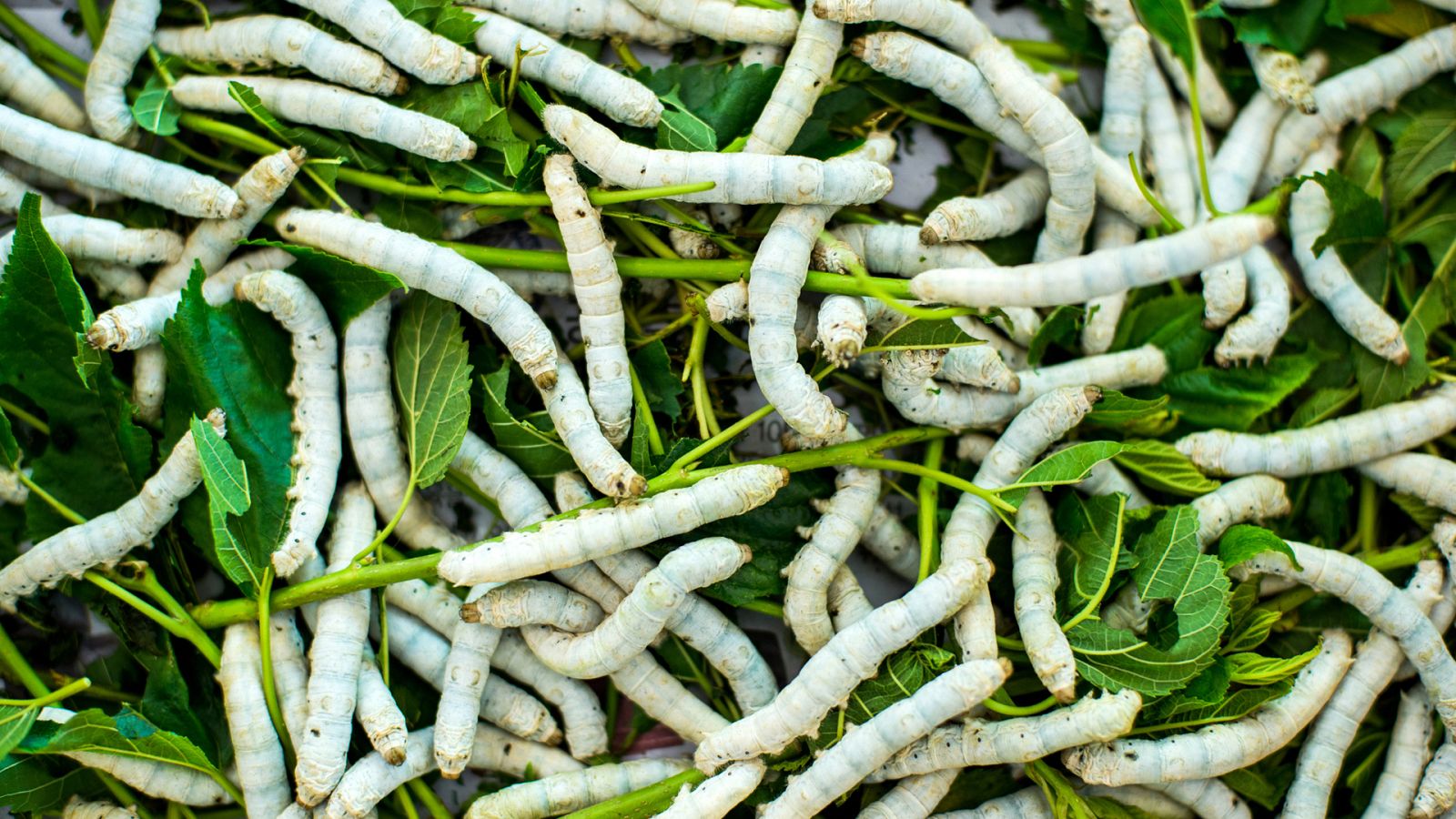 Marca España - Visitamos la Ecogranja de la Seda, en Murcia - 26/12/19 - escuchar ahora