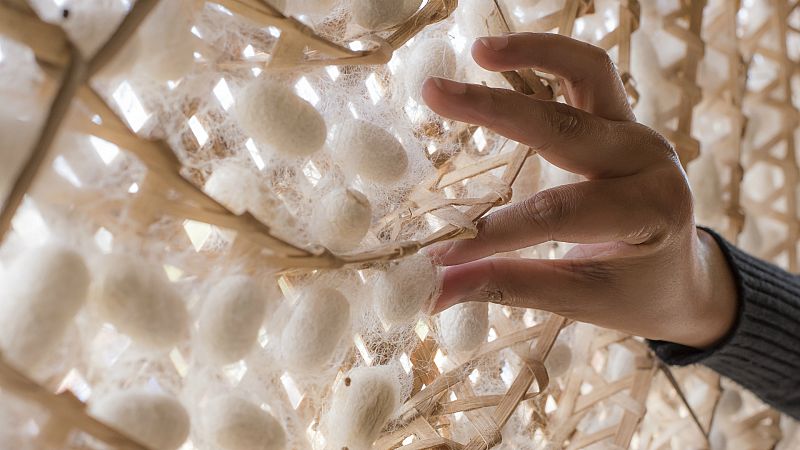 14 horas - Las fibras de gusanos de seda pueden reparar tejidos humanos dañados - Escuchar ahora
