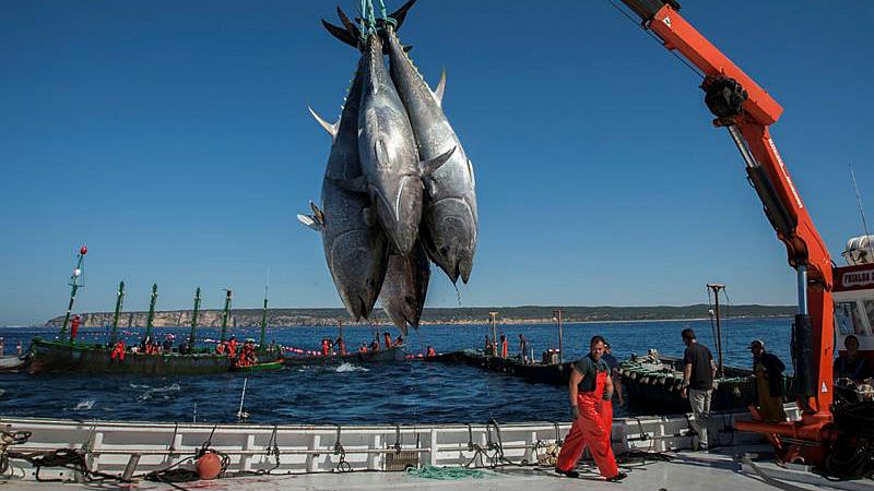 Españoles en la mar en Radio 5 - Sello 'Atún de Pesca Responsable' - 13/01/20 - Escuchar ahora