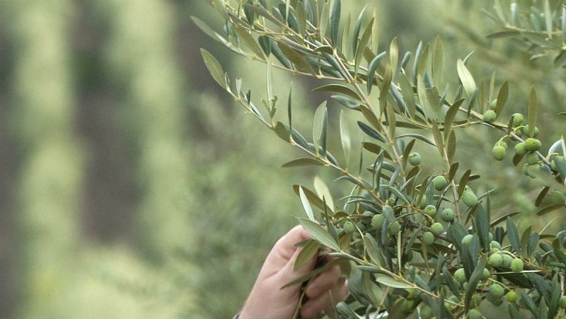  Las mañanas de RNE con Íñigo Alfonso - "El olivar tradicional no puede competir"  - Escuchar ahora