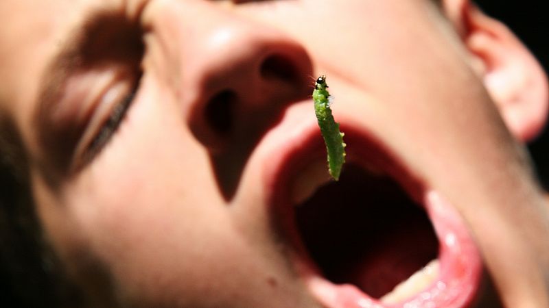 Solamente una vez - Comer insectos - Escuchar ahora