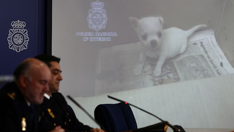 14 horas - La policía rescata 270 perros tras desmantelar dos criaderos ilegales - Escuchar ahora