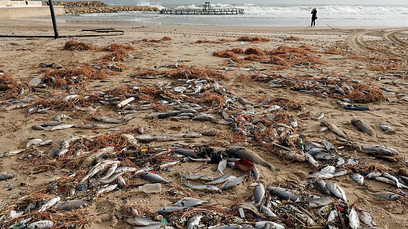 Boletines RNE - Once toneladas de peces muertos en Cullera a causa del temporal - Escuchar ahora