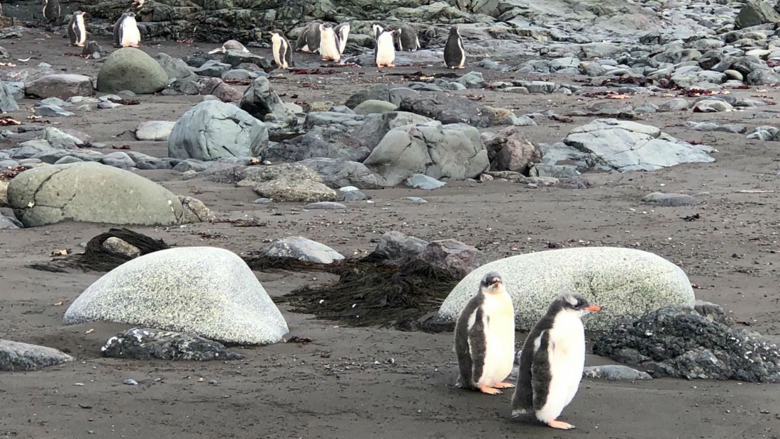 24 horas - Riba: "Las condiciones de vida en la Antártida son muy cambiantes en muy poco tiempo" - Escuchar ahora