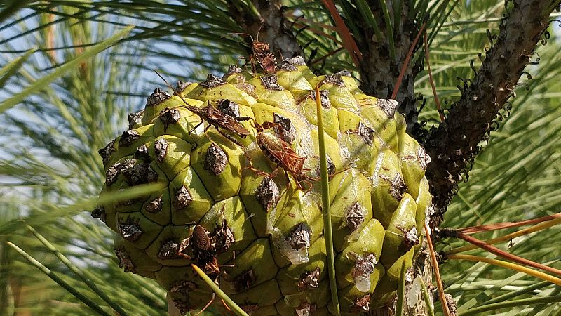 Entre probetas - Plagas y especies invasoras - 30/01/20 - Escuchar ahora