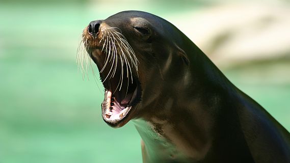 Españoles en la mar en Radio 5