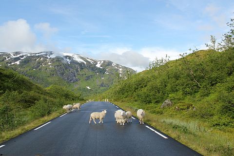 Animales y medio ambiente