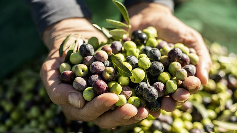Mundo rural - Crisis en el sector del aceite de oliva y las aceitunas - 12/02/20 - Escuchar ahora