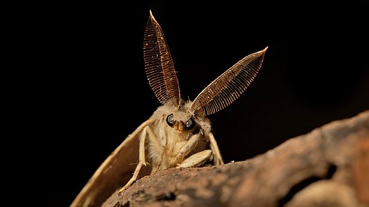 Entre probetas - Entre probetas - Transgénicos para combatir plagas de insectos - 13/02/20 - Escuchar ahora