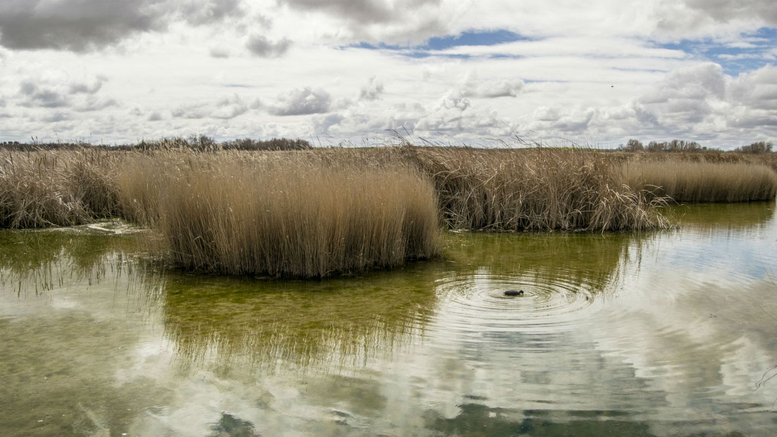 Reserva natural - Tablas de Daimiel, sobrevivir sin agua - 12/02/20