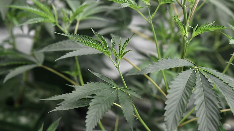  14 horas - Alerta por el aumento de la producción de marihuana - Escuchar ahora