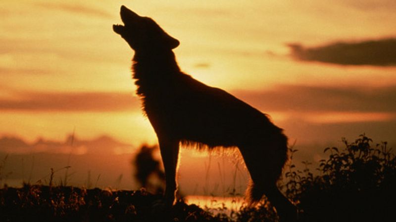 La estación azul de los niños - El lobo del cuento - 29/02/20 - escuchar ahora 