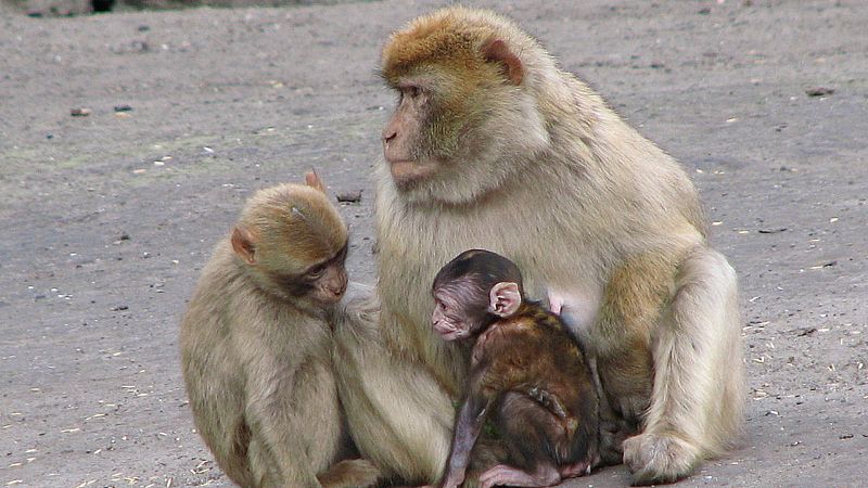  Las mañanas de RNE con Íñigo Alfonso -  El comentario de Soriano | Macaca sylvanus - Escuchar ahora