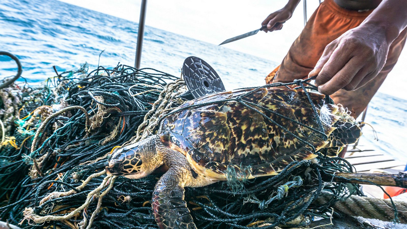 Planeta vivo - Pescadores de Badalona - 04/03/20 - Escuchar ahora