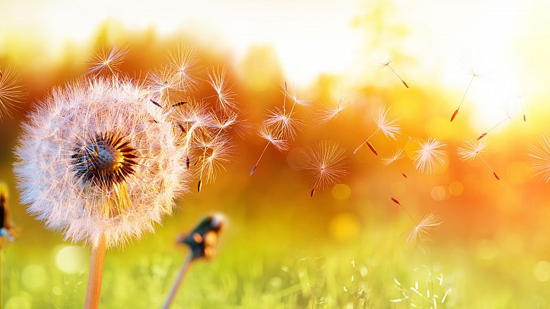  Todo noticias mañana - ¿Cómo diferenciar el coronavirus de la alergia? - Escuchar ahora