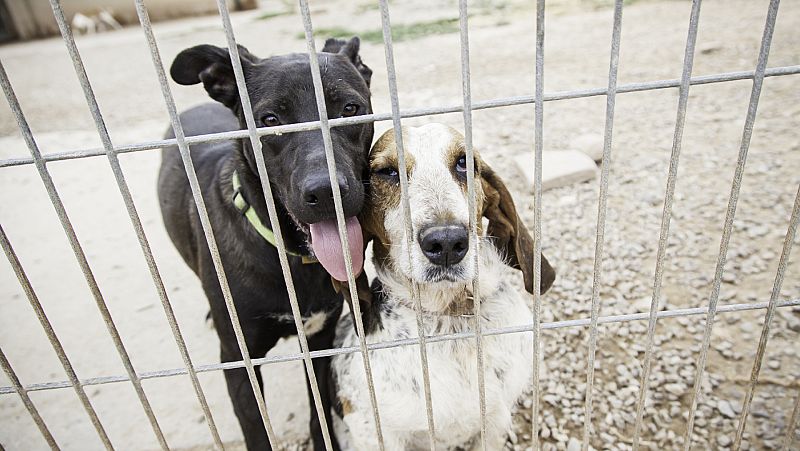 14 Horas Fin de Semana - Las protectoras ofrecen ayuda para los animales de dueños hospitalizados - Escuchar ahora
