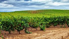 Reportajes Emisoras - Lleida - Viñas y bodegas recuperadas - 07/04/20
