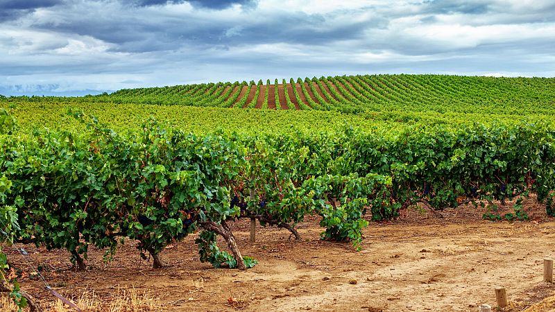 Reportajes Emisoras - Lleida - Viñas y bodegas recuperadas - 07/04/20 - escuchar ahora