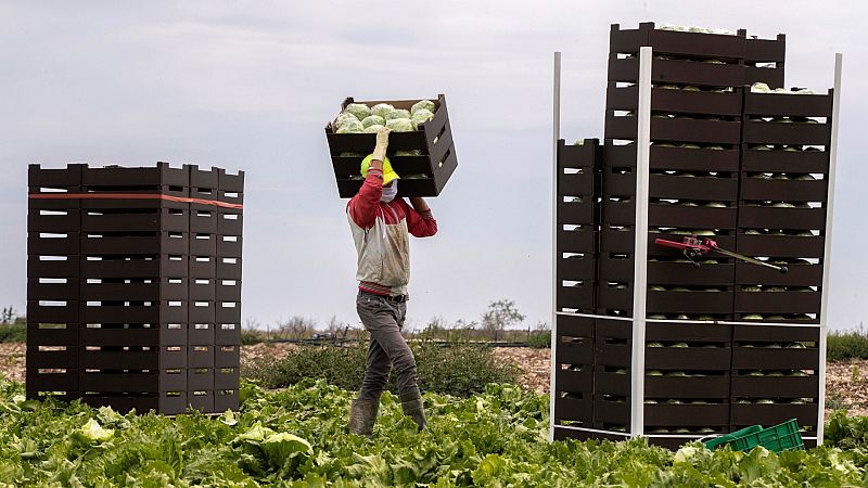 España a las 8 Fin de Semana - Organizaciones agrarias denuncian los bajos precios en origen y las importaciones de productos a menor coste - Escuchar ahora