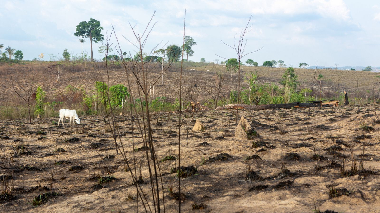 14 Horas Fin de Semana - La destrucción de la naturaleza y el riesgo de pandemias están relacionados según WWF - Escuchar ahora
