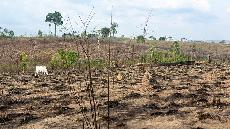 14 Horas Fin de Semana - La destrucción de la naturaleza y el riesgo de pandemias están relacionados según WWF - Escuchar ahora