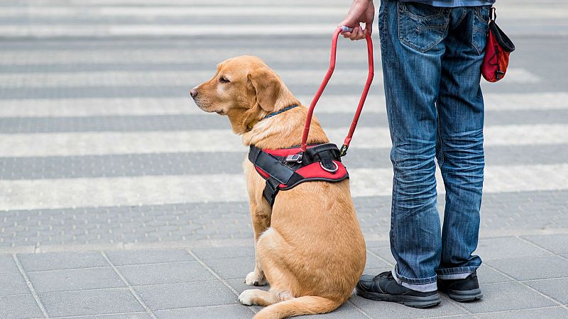 Las mañanas de RNE con Íñigo Alfonso -  Día Internacional del Perro Guía - Escuchar ahora