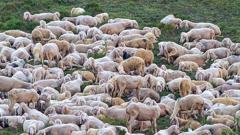 Boletines RNE - El coronavirus coge al sector del cordero en su peor momento - Escuchar ahora