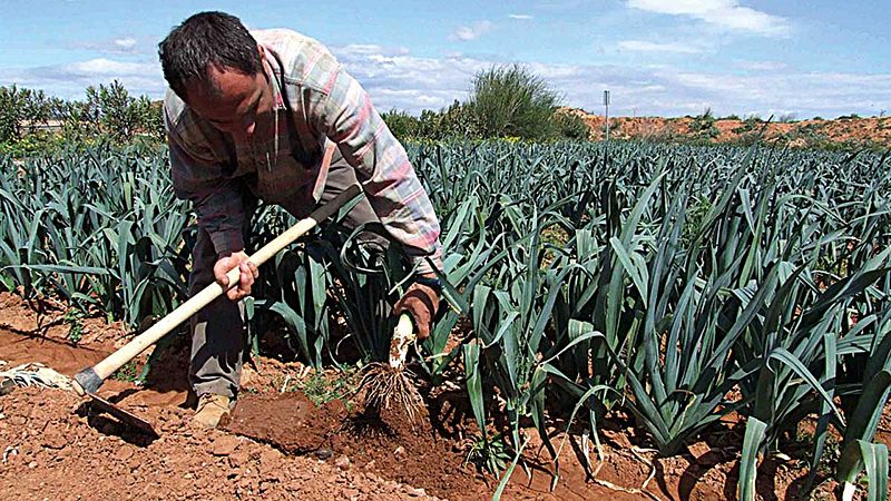 14 horas fin de semana - Las organizaciones agrarias crean una bolsa de trabajo para temporeros - Escuchar ahora 