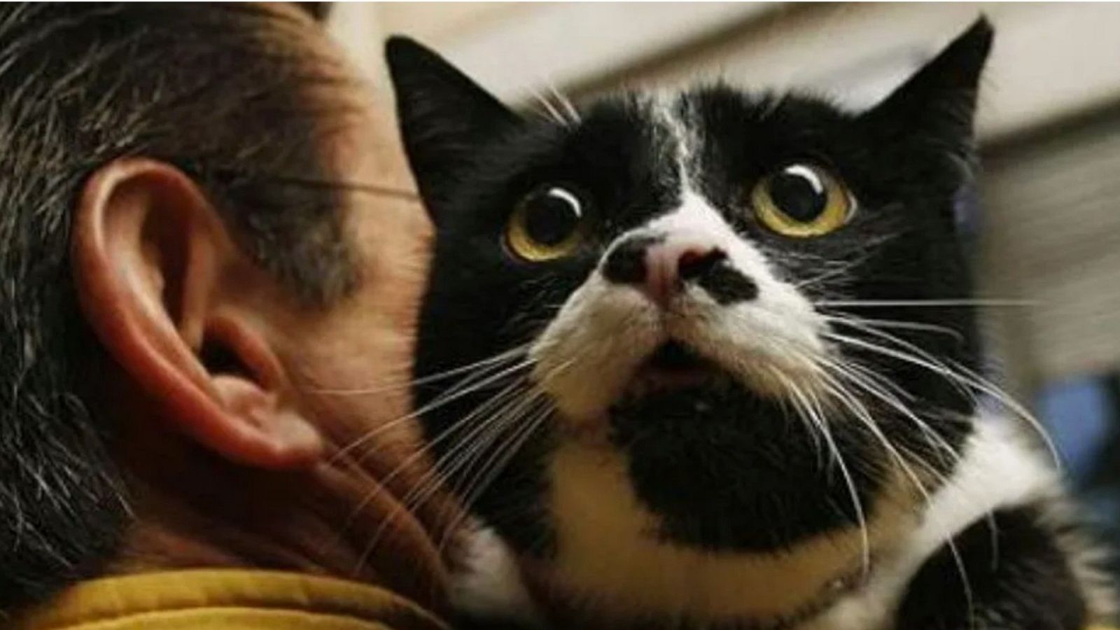 Las mañanas de RNE con Pepa Fernández - Primera hora: Coronavirus y animales, el reto climático y cartera rural - 11/05/20 - escuchar ahora