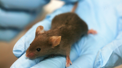  Todo Noticias - Tarde - CNB-CSIC ensaya su vacuna con ratones - Escuchar ahora