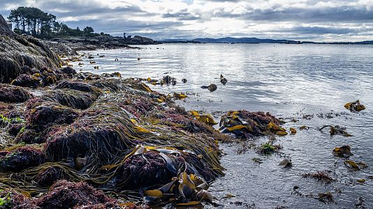 Degustar España - Degustar España - Recorrido gastronómico por Galicia - 23/05/20 - escuchar ahora