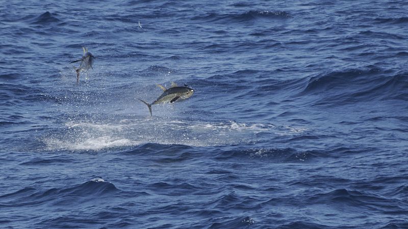 España a las 8 Fin de Semana - Indignación entre el sector de la pesca submarina: "es injustificado e injusto" - Escuchar ahora