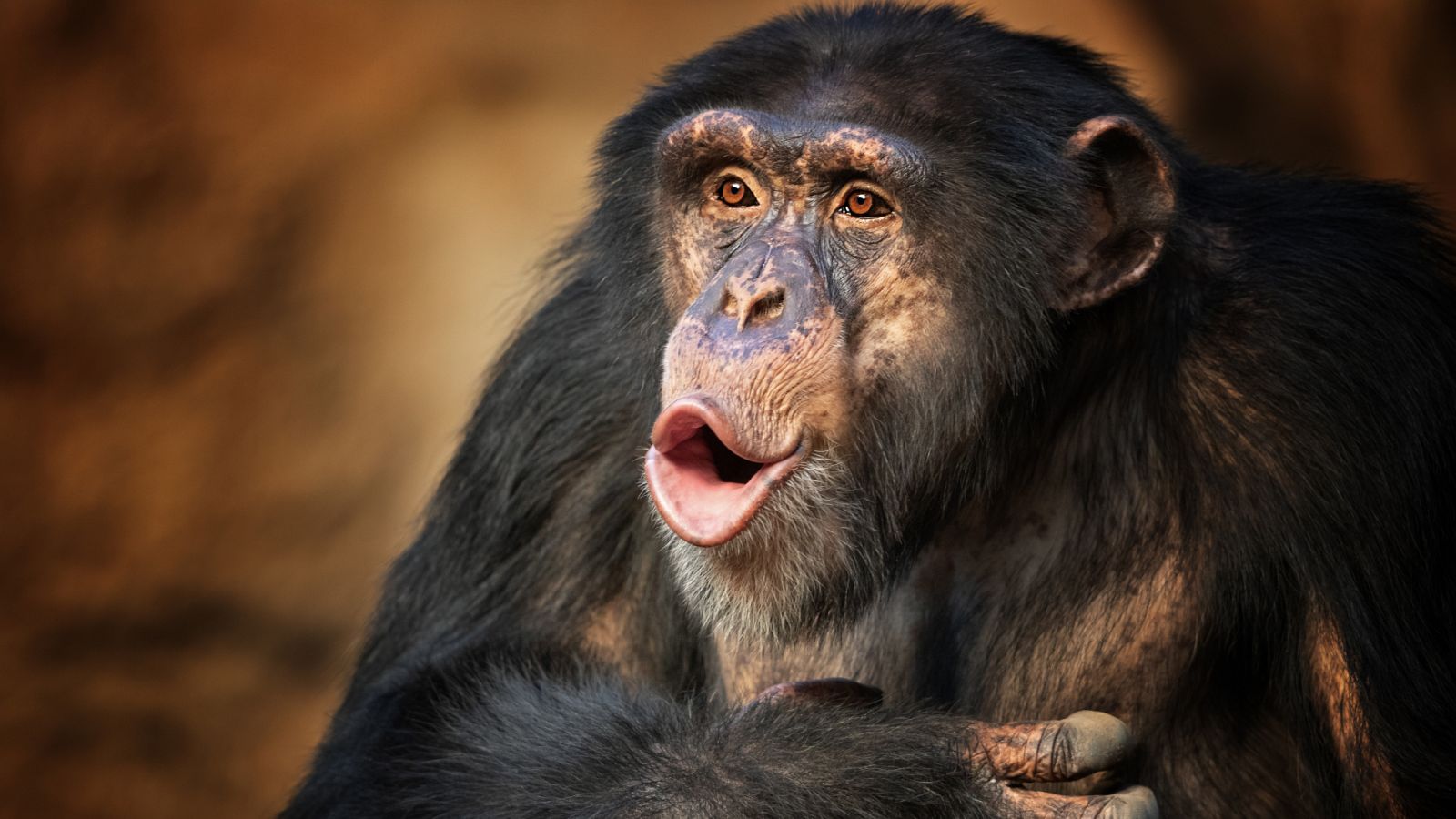 Preguntas a la historia - ¿De dónde viene la palabra chimpancé? - 28/05/20 - Escuchar ahora