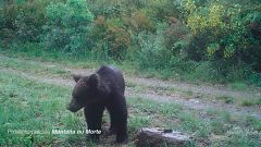 El cine que viene - La naturaleza en tiempos de pandemia - 29/05/20