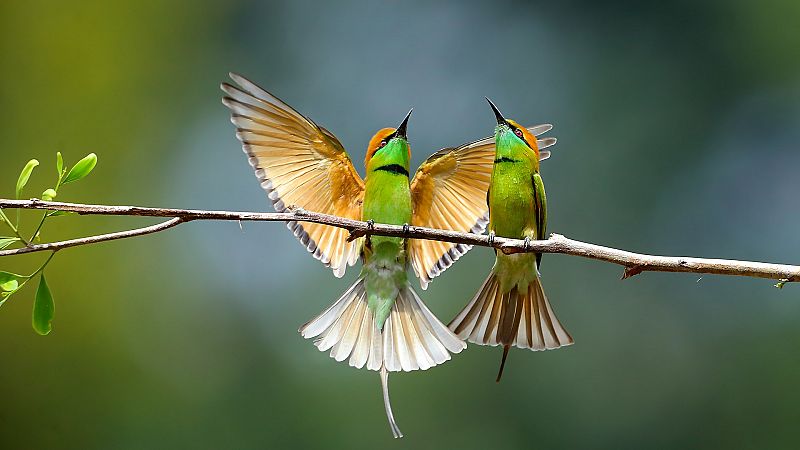 Contando cuentos en Radio 5 - Cuento con plumas - 21/06/20 - Escuchar ahora