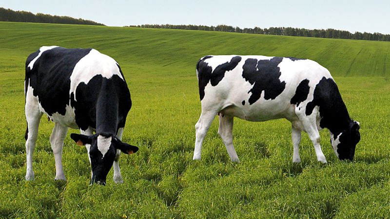 Boletines RNE - Los productores de carne de vacuno denuncian que han tenido que vender a pérdidas durante el estado de alarma - Escuchar ahora