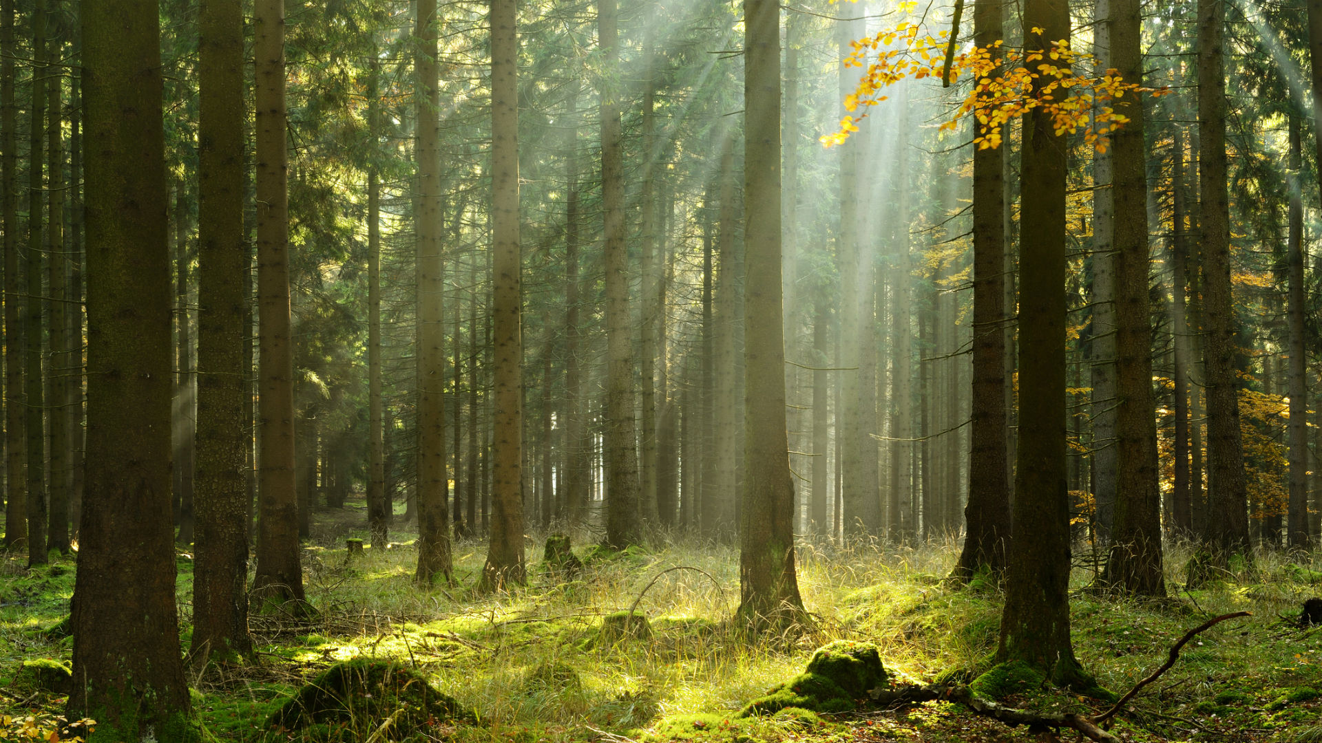 Árboles que nos enseñan a ver el bosque