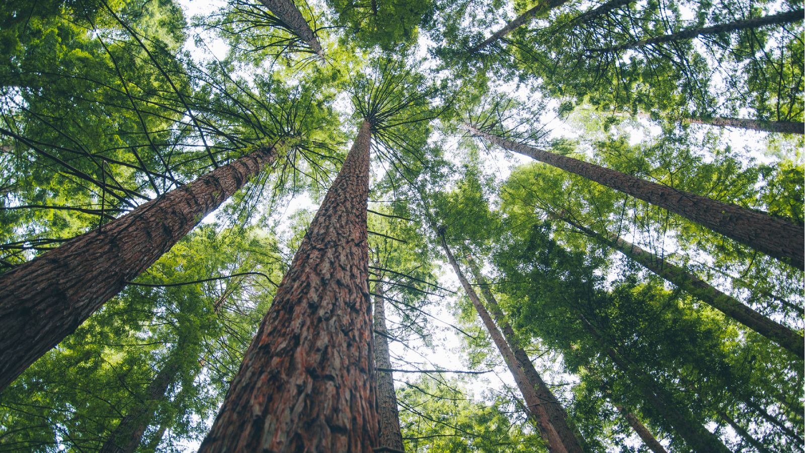14 horas Fin de Semana - Los árboles milenarios, en peligro debido al riesgo de incendios por las altas temperaturas y el confinamiento - Escuchar ahora