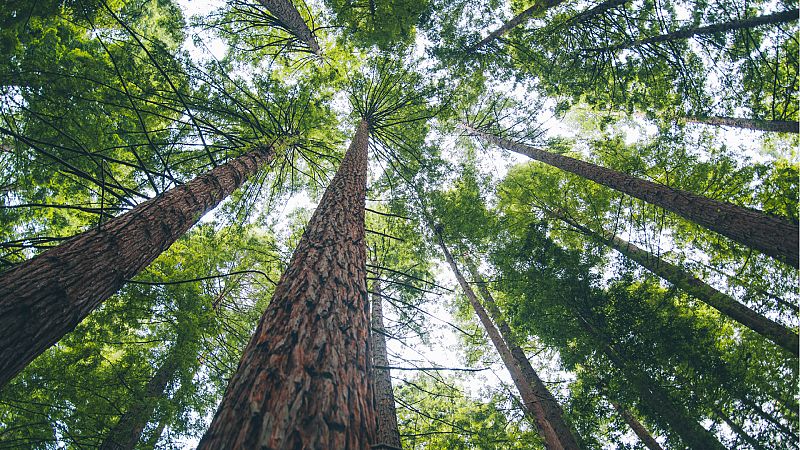 14 horas Fin de Semana - Los árboles milenarios, en peligro debido al riesgo de incendios por las altas temperaturas y el confinamiento - Escuchar ahora