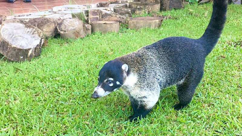 Global 5 - San Gerardo de Dota, Costa Rica (III): mamíferos autóctonos - 30/06/20 - Escuchar ahora