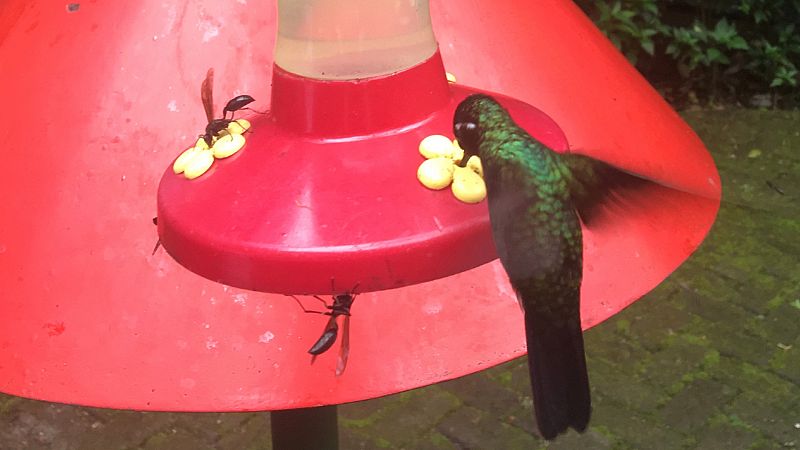Global 5 - San Gerardo de Dota, Costa Rica (IV): los colibríes - 02/07/20 - Escuchar ahora