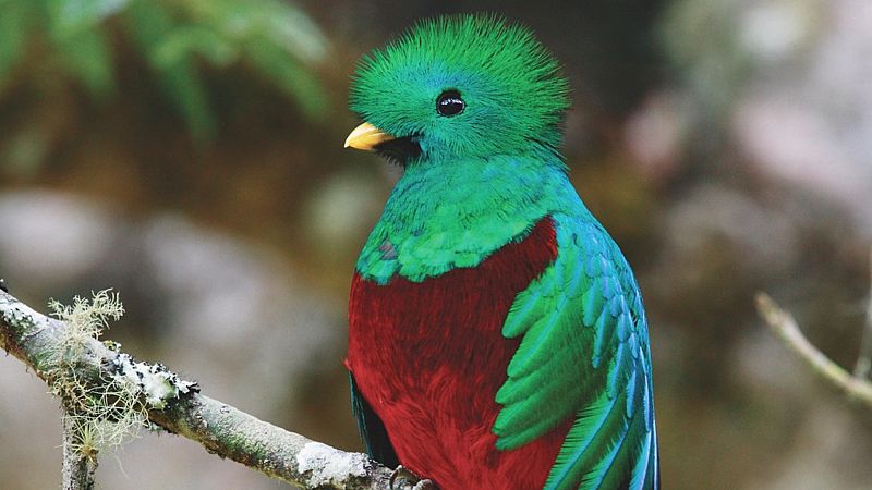 Global 5 - San Gerardo de Dota, Costa Rica (V): vida de los quetzales - 07/07/20 - Escuchar ahora