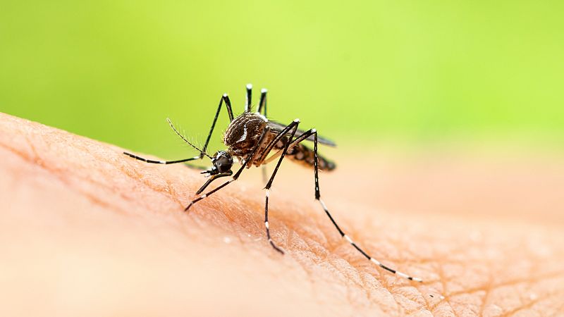 14 horas - La picadura de un mosquito podría ser la responsable del ingreso de 16 personas en Sevilla - Escuchar ahora