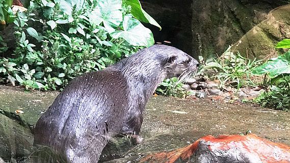 Contando cuentos en R5